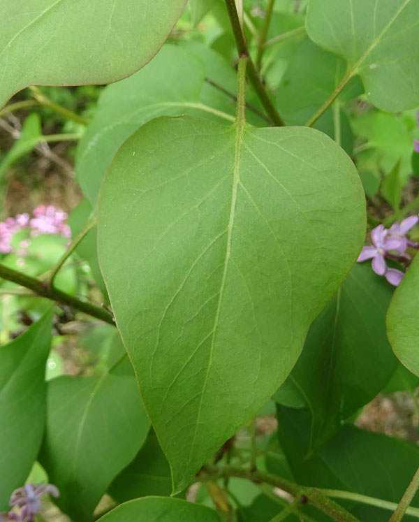 Syringa vulgaris - Oleaceae